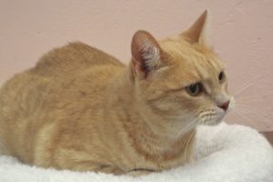 Picture of Tinker