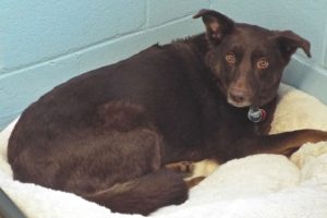 Picture of Belle
