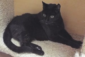 Picture of Blackie (R.B.)