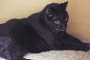 Picture of Blackie (R.B.)
