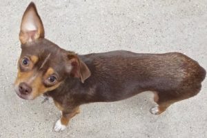 Picture of Buster Brown
