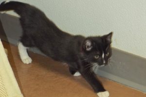 Picture of Checkers