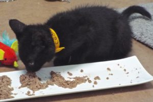 Picture of Ebony