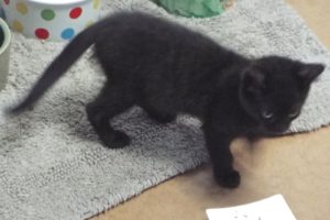 Picture of Ebony
