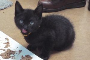 Picture of Ebony