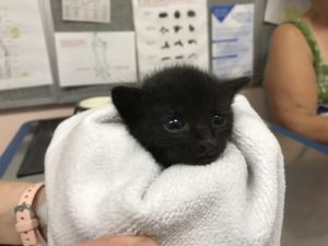 Picture of Ebony