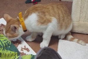 Picture of Felix