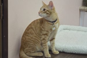 Picture of Leo