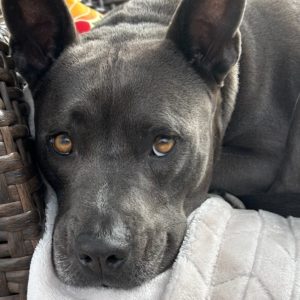 Picture of Millie