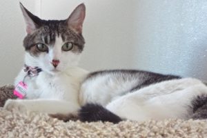 Picture of Pecan