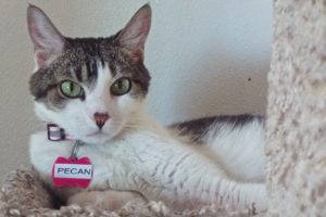 Picture of Pecan