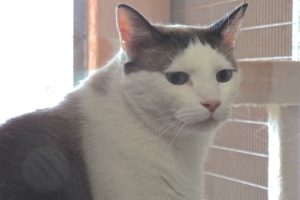 Picture of Prince