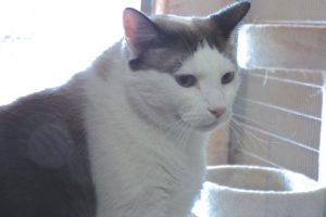 Picture of Prince