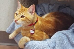Picture of Punkin