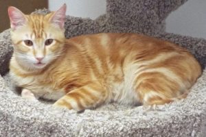 Picture of Punkin