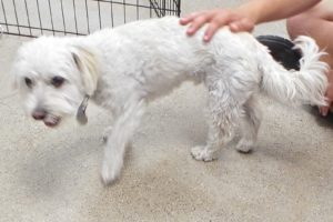 Picture of Sammie