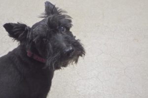 Picture of Sophie