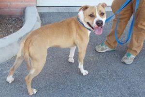 Picture of Dozer (R.B.)