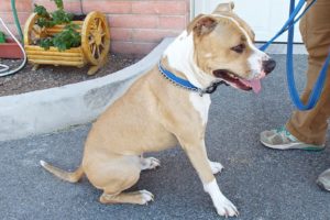 Picture of Dozer (R.B.)