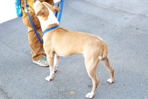 Picture of Dozer (R.B.)