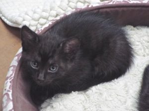 Picture of Dune
