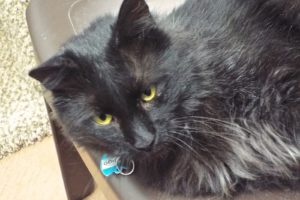 Picture of Indigo