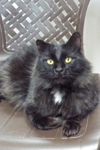 Picture of Indigo