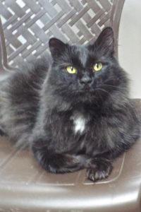 Picture of Indigo