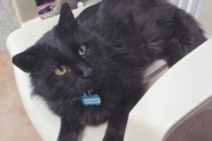 Picture of Indigo