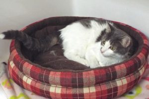 Picture of Miss Lilly (RB)