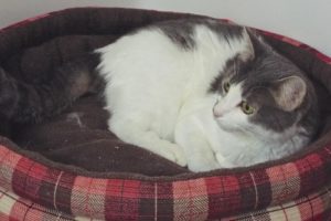 Picture of Miss Lilly (RB)