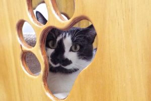 Picture of Nosey
