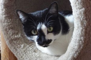 Picture of Nosey