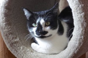 Picture of Nosey