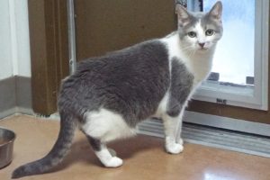 Picture of Pebbles