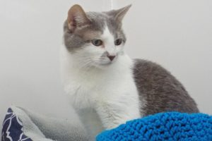 Picture of Pebbles