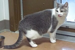 Picture of Pebbles