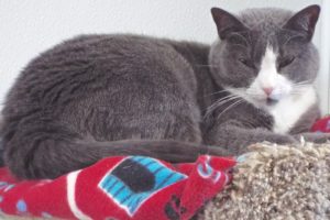 Picture of Pippin