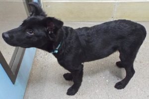 Picture of Spinner