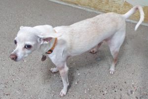 Picture of Ziggy