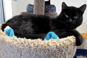Picture of Boots