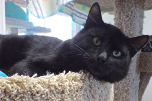 Picture of Boots