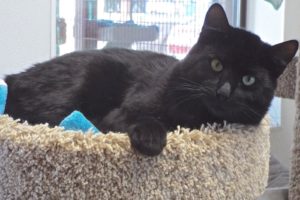 Picture of Boots