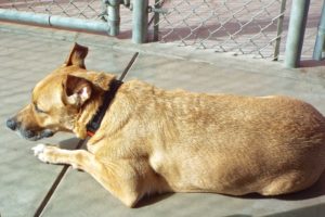 Picture of Cain