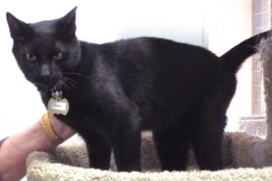Picture of Cosmo