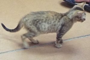 Picture of Gretel