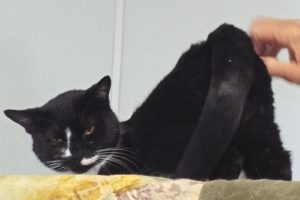 Picture of Joya