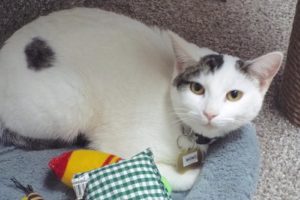 Picture of Momo