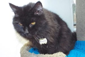 Picture of Smokey