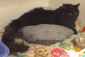 Picture of Smokey